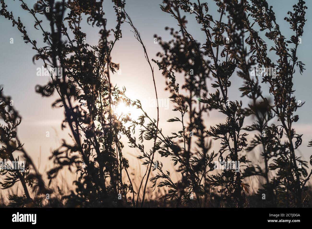 Artemisia tridentata, Beifuß, Sagebush Wildgras Silhouette auf Sonnenuntergang Himmel Hintergrund. Sommer Prärie Nahaufnahme mit heller Sonne am warmen Himmel Stockfoto