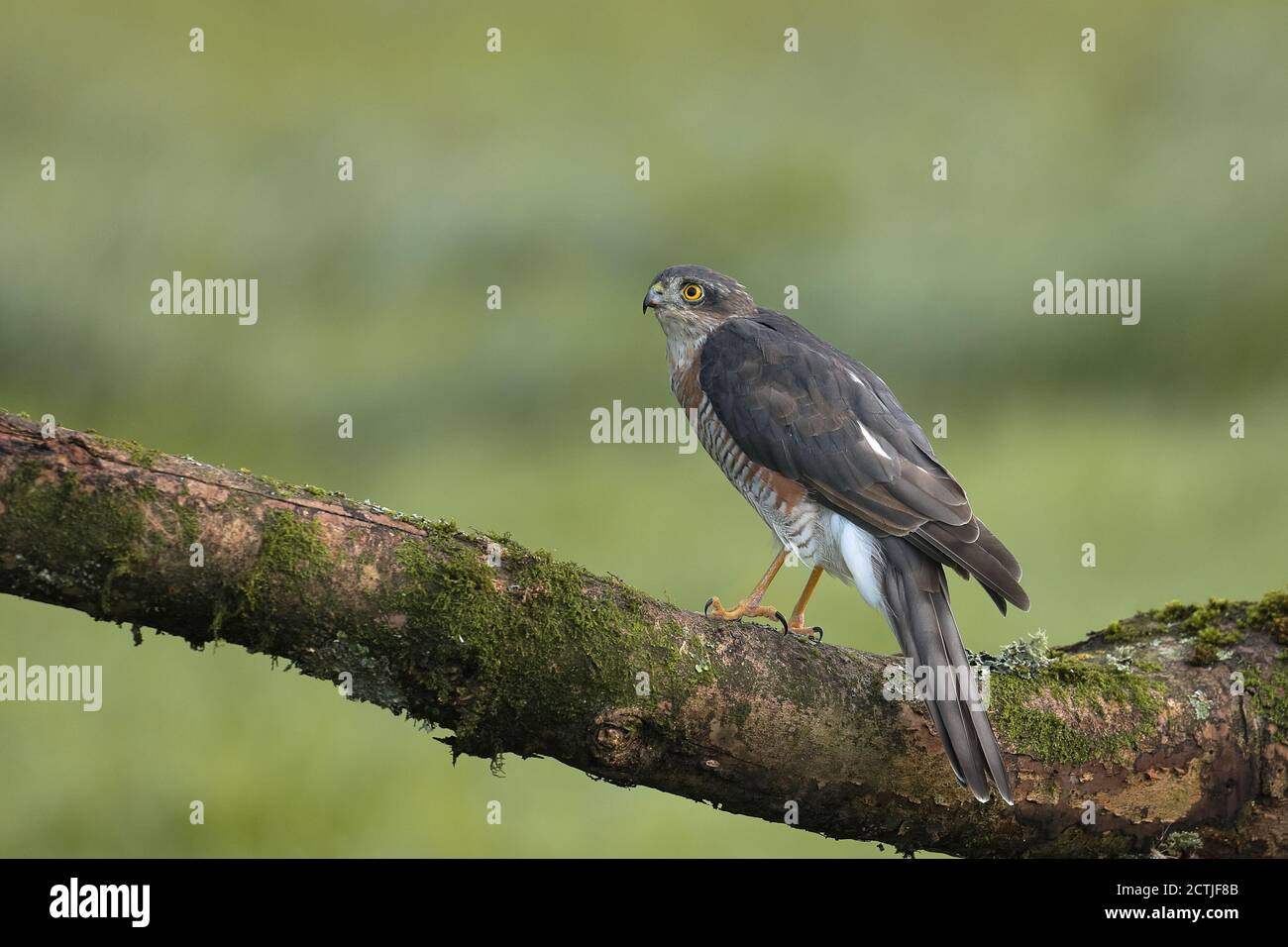 Der eurasische Sperber, auch als nördlicher Sperber oder einfach nur als Sperber bekannt, ist ein kleiner Greifvogel in der Familie Accipitridae. Stockfoto