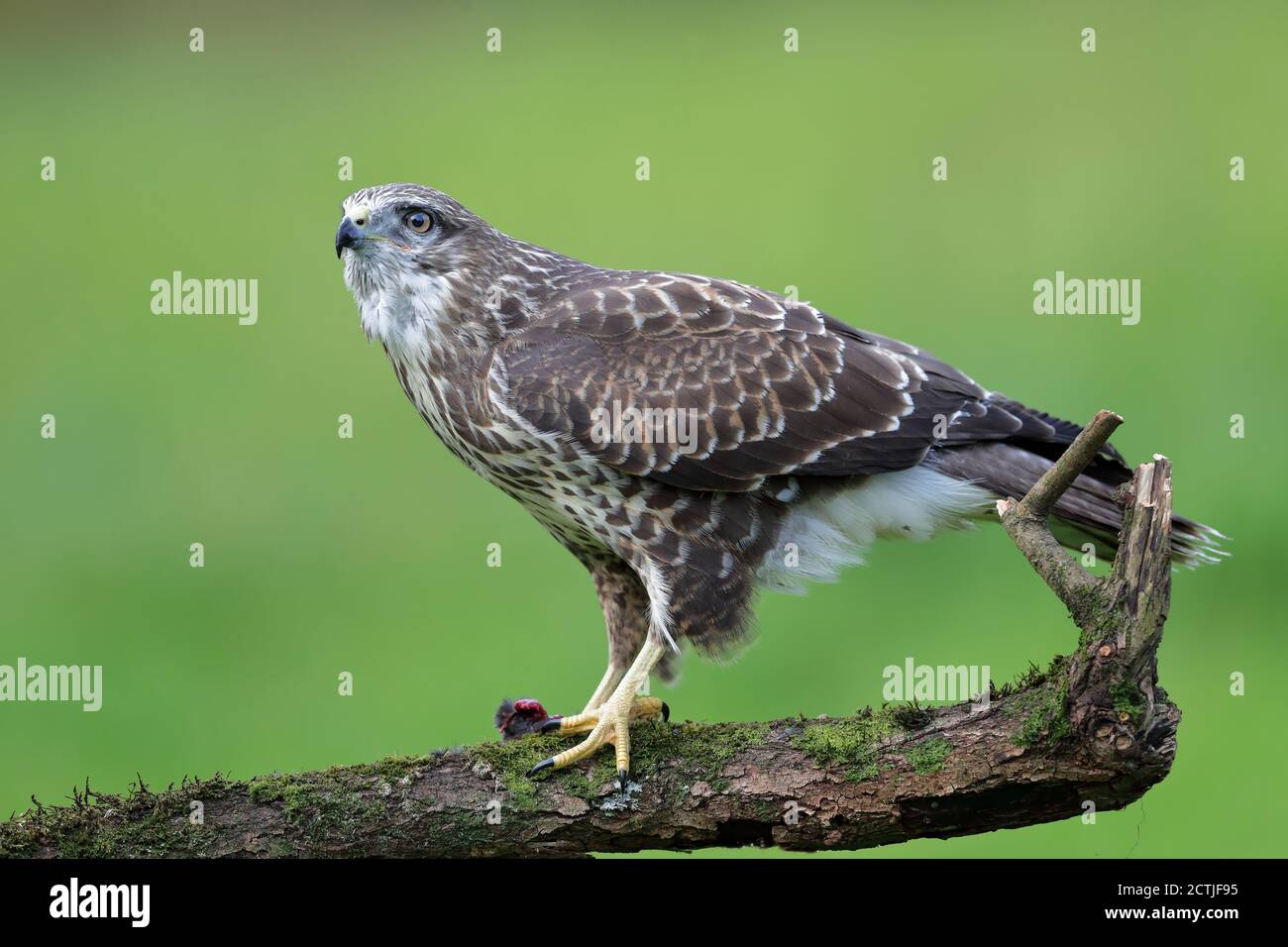 Der gewöhnliche Bussard ist ein mittelgroßer bis großer Greifvogel, der eine große Reichweite hat. Sie gehört zur Gattung Buteo und ist Mitglied der Familie Accipitridae. Stockfoto