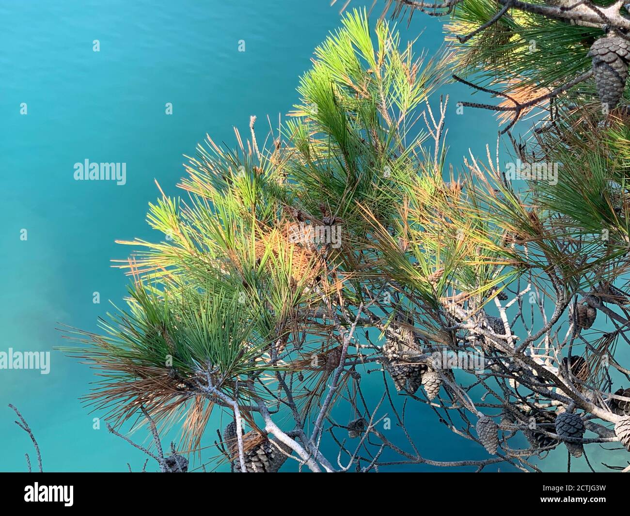 Üppig grüne Kiefernzweige über azurblauem Meer. Ruhiges blaues Wasser. Mediterraner Sommer. Tolle Meereslandschaft. Stockfoto