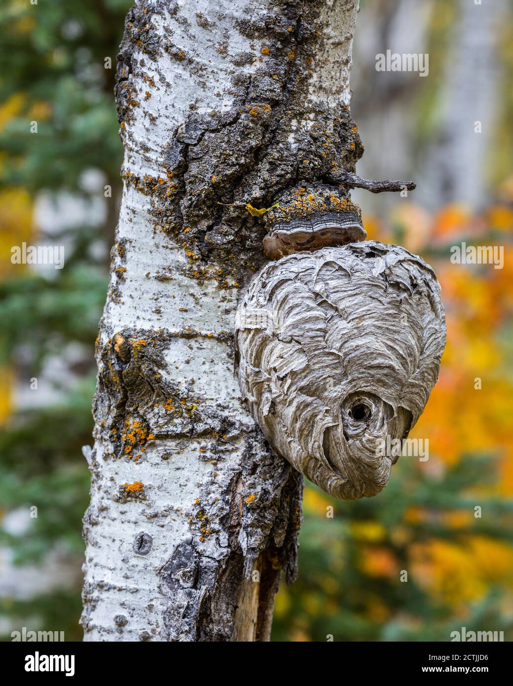 Wespennest auf Baumstamm, Manitoba, Kanada. Stockfoto