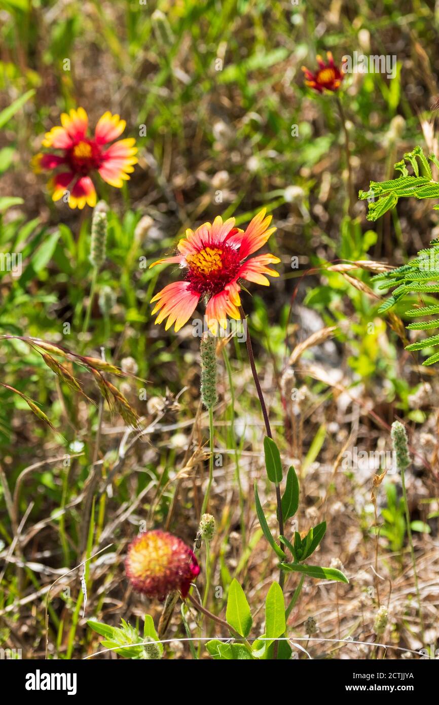 Indische Decke oder indische Decke, Gaillardia pulchella, wächst in den Great Salt Plains von Oklahoma, USA. Oklahoma State Flower. Stockfoto