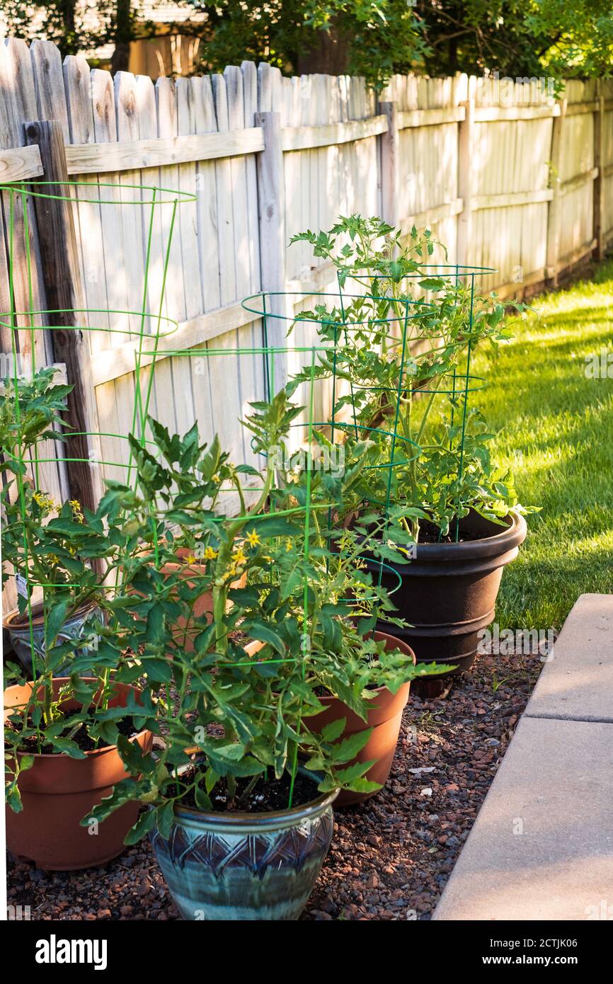 Tomatenpflanzen wachsen in Töpfen, Container im Garten. Kansas, USA. Stockfoto