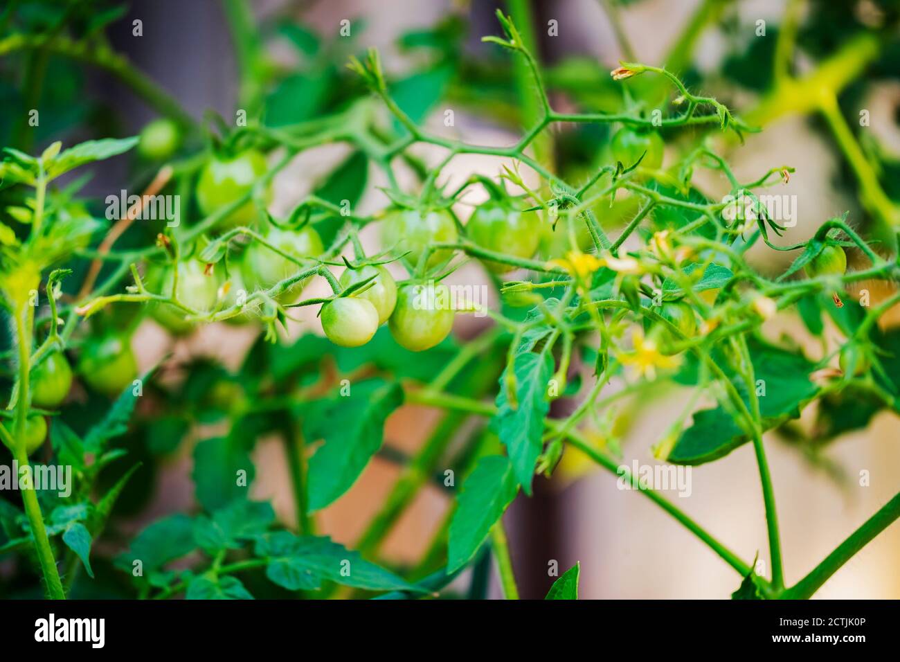 Kirschtomaten, "Husky Cherry Red" auf der Rebe vor der Reifung Mitte Juli. Kansas, USA. Stockfoto