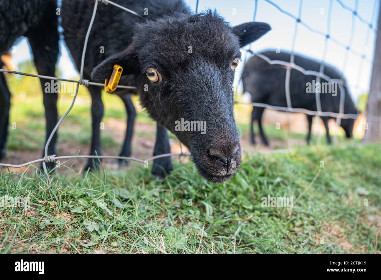 Schwarze Schafe in einem eingezäunten Bauernhof Stockfoto