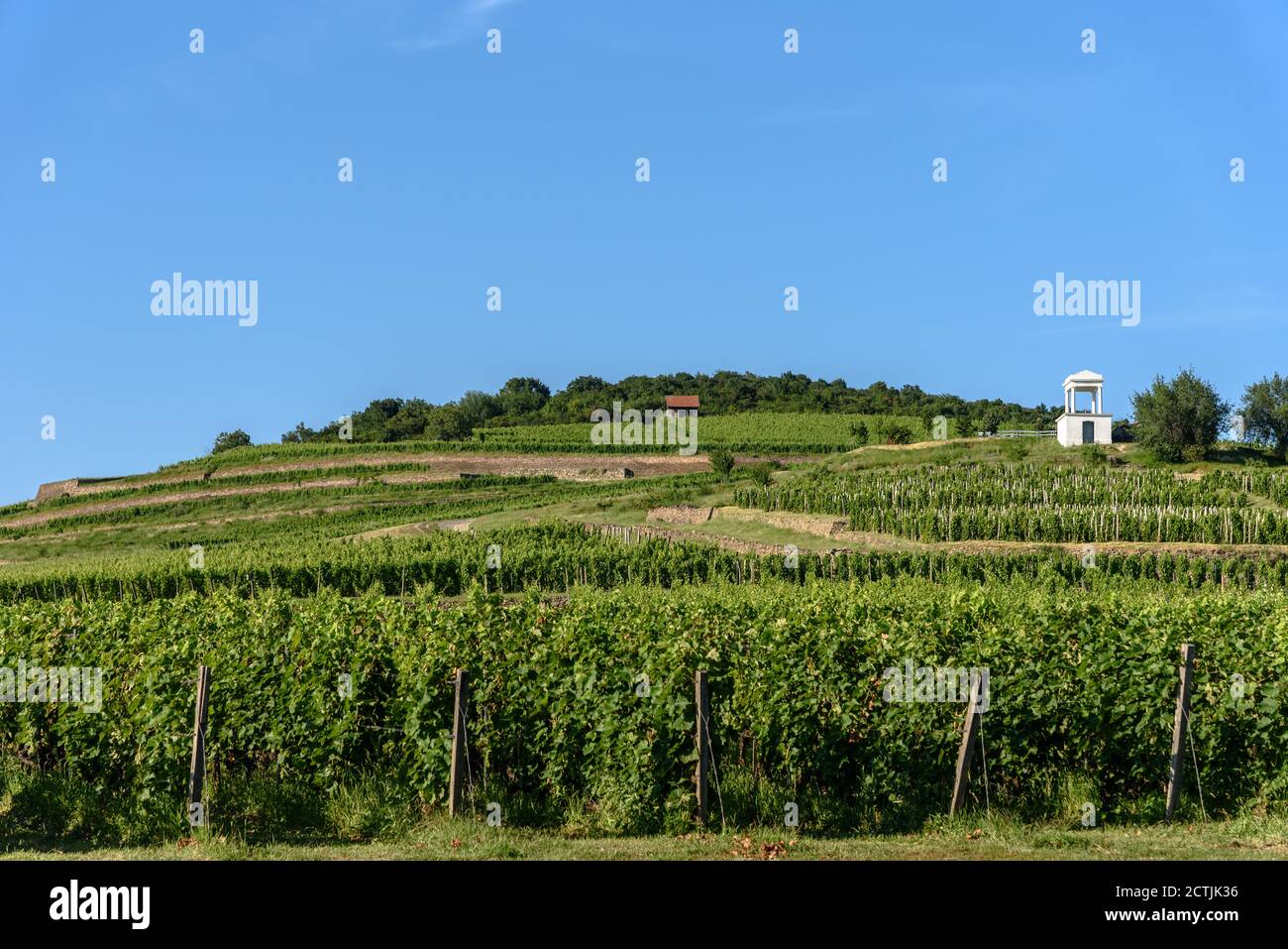 Weinberge am Hang der Kellerei Disznoko in der Tokaj Weinregion von Ungarn Stockfoto