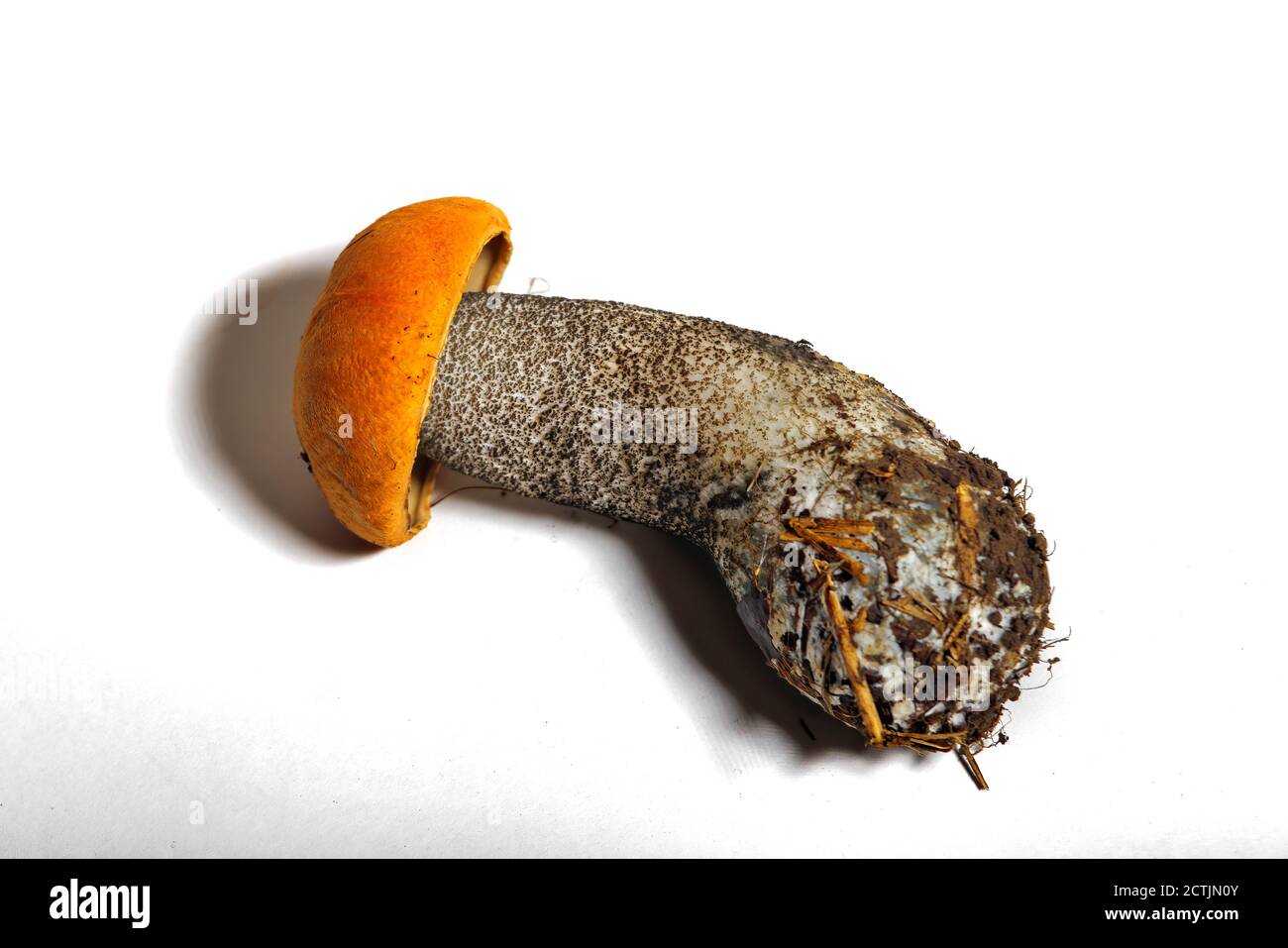 Leccinum Pilz isolieren auf einem weißen Hintergrund Nahaufnahme. Ein ganzer essbarer Pilz auf weißem Hintergrund. Stockfoto