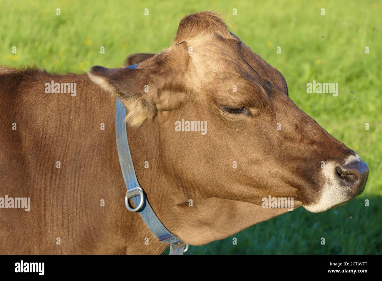 Portrait Braunvieh - glückliche Kuh genießt das sanfte Sonnenlicht Auf der Weide Stockfoto
