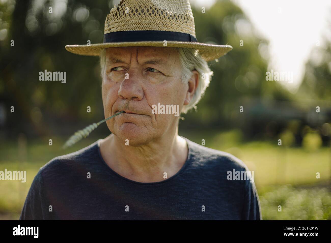 Faltiger Mann mit Hut hält Ernte im Mund beim Blick Weg im Feld Stockfoto