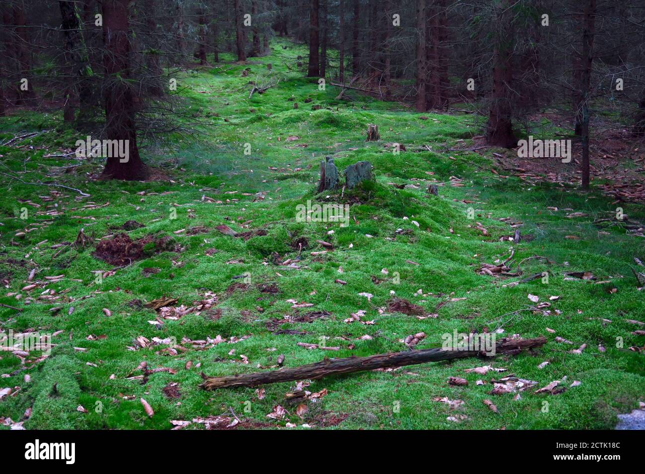 Grüne moosige Lichtung Stockfoto