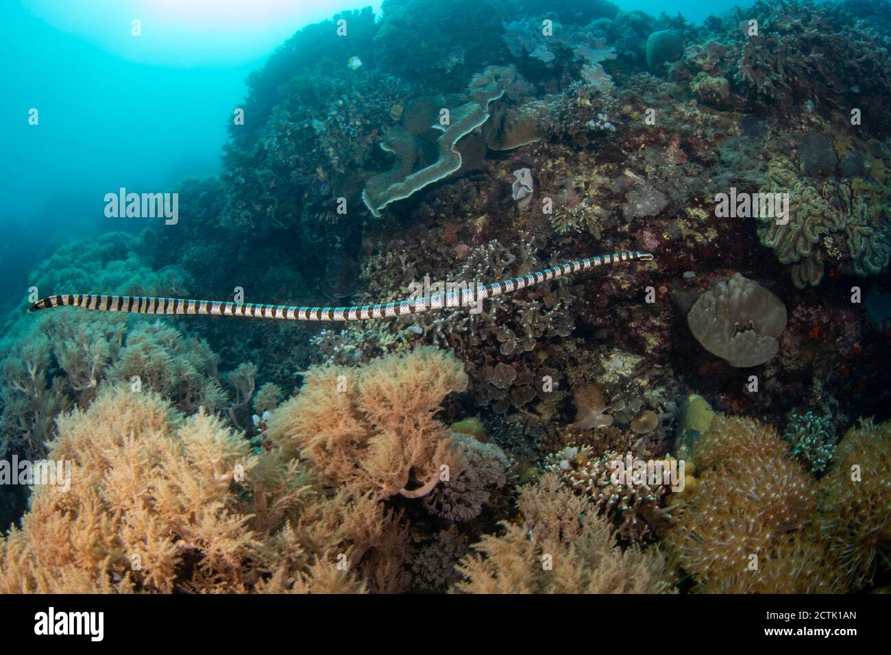 Giftigen gebänderten Seeschlange yellowlip, Laticauda colubrina, auch als Meer Krait, Philippinen bekannt. Stockfoto