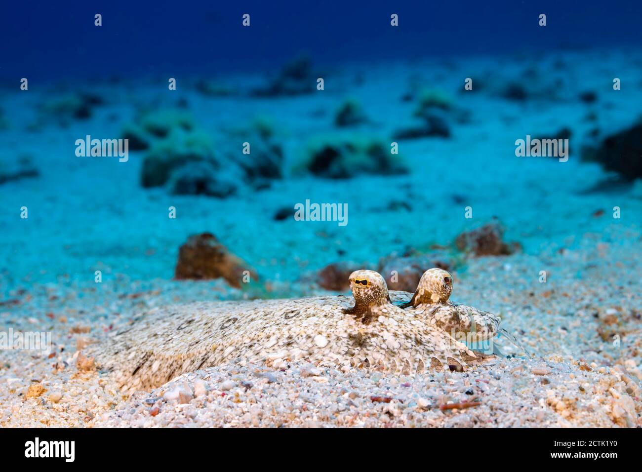 Die Pfauenflunder, Bothus mancus, gehört zur größten Familie der Plattfische, Bothidae. Alle Mitglieder dieser Gruppe sind als Òleft sideÓ flou bekannt Stockfoto