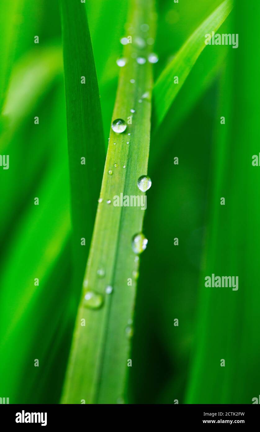 Regentropfen auf grünem lilienblatt Stockfoto