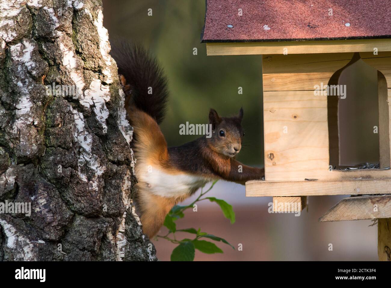 Eurasisches Eichhörnchen, das nach Samen im Vogelhaus durch Baumstamm