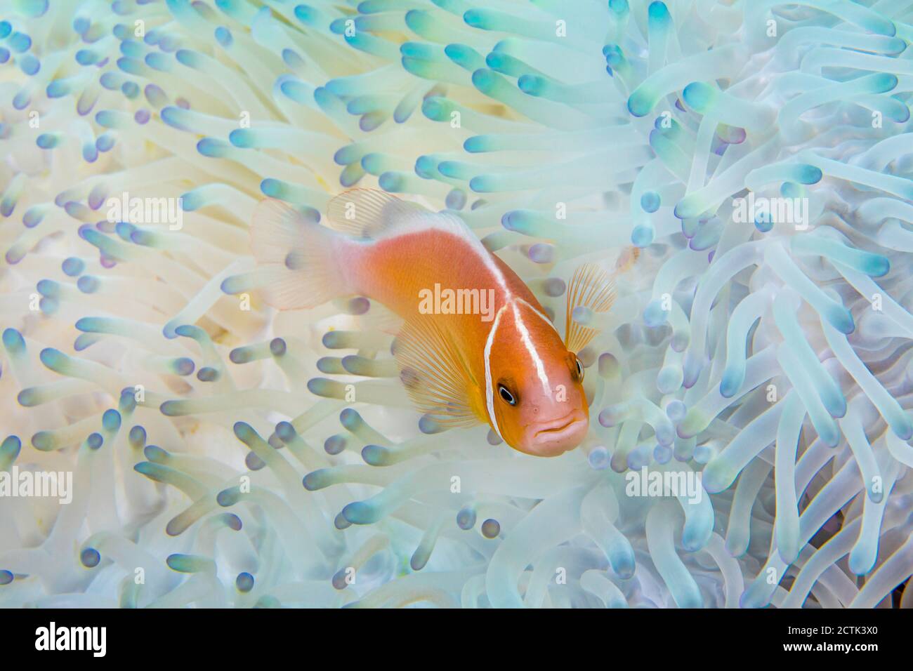 Diese Rosa Anemonenfischen, Amphiprion perideraion, ist in einer Anemone, Heteractis magnifica, Bleichen ist von hohen Meerestemperaturen und Hitze, Stockfoto