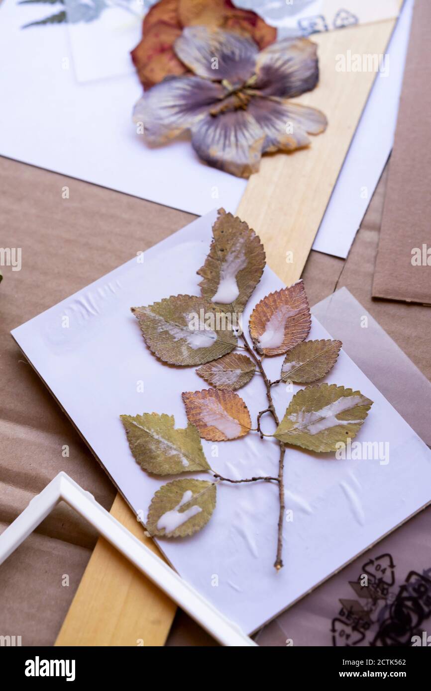 Trockene Blätter und Blumen mit Papieren auf dem Tisch Stockfoto