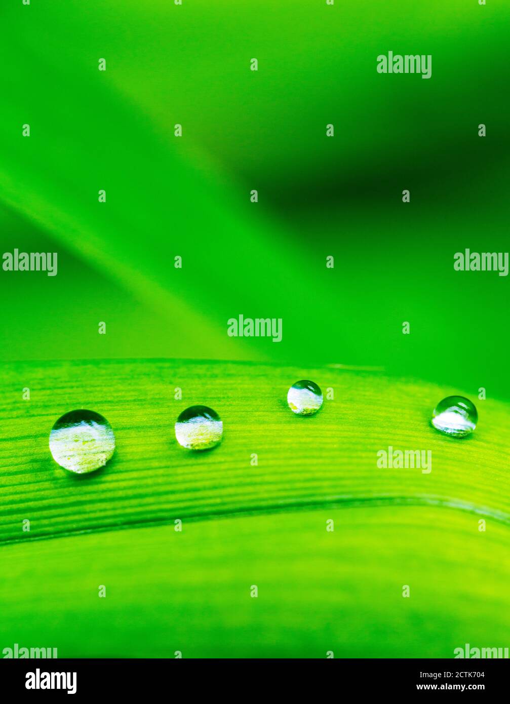 Regentropfen auf grünem lilienblatt Stockfoto