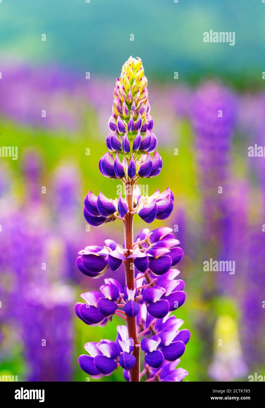Purple lupin Fotos und Bildmaterial in hoher Auflösung Alamy