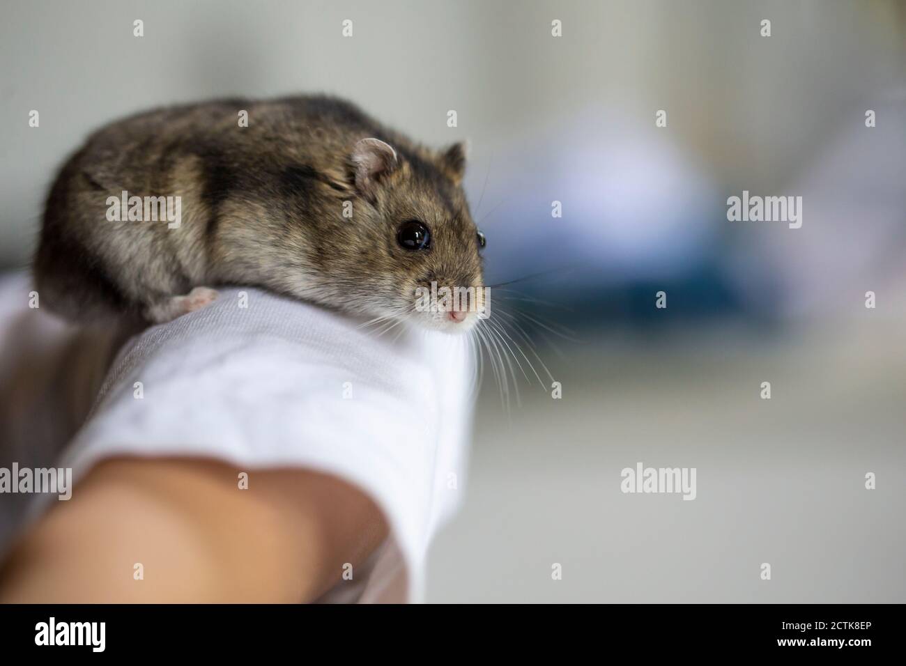 Niedlicher Hamster am menschlichen Arm Stockfoto