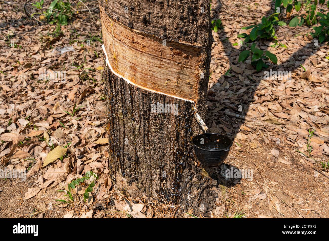 Latex wird vom gezapften Gummibaum gesammelt Stockfoto