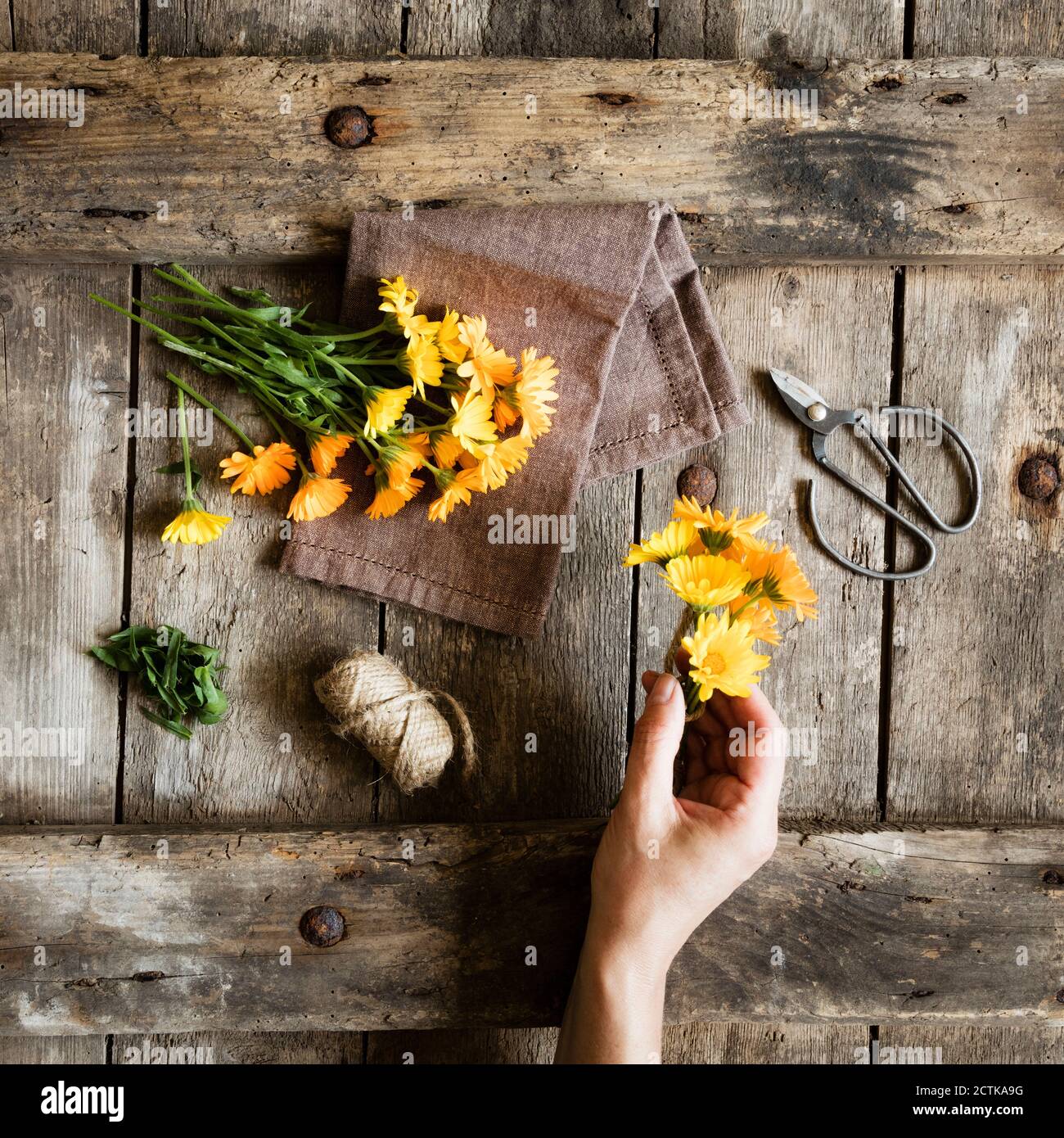 Hand der Frau, die sich darauf vorbereitet, gelb blühende Ringelblumen zu binden Stockfoto