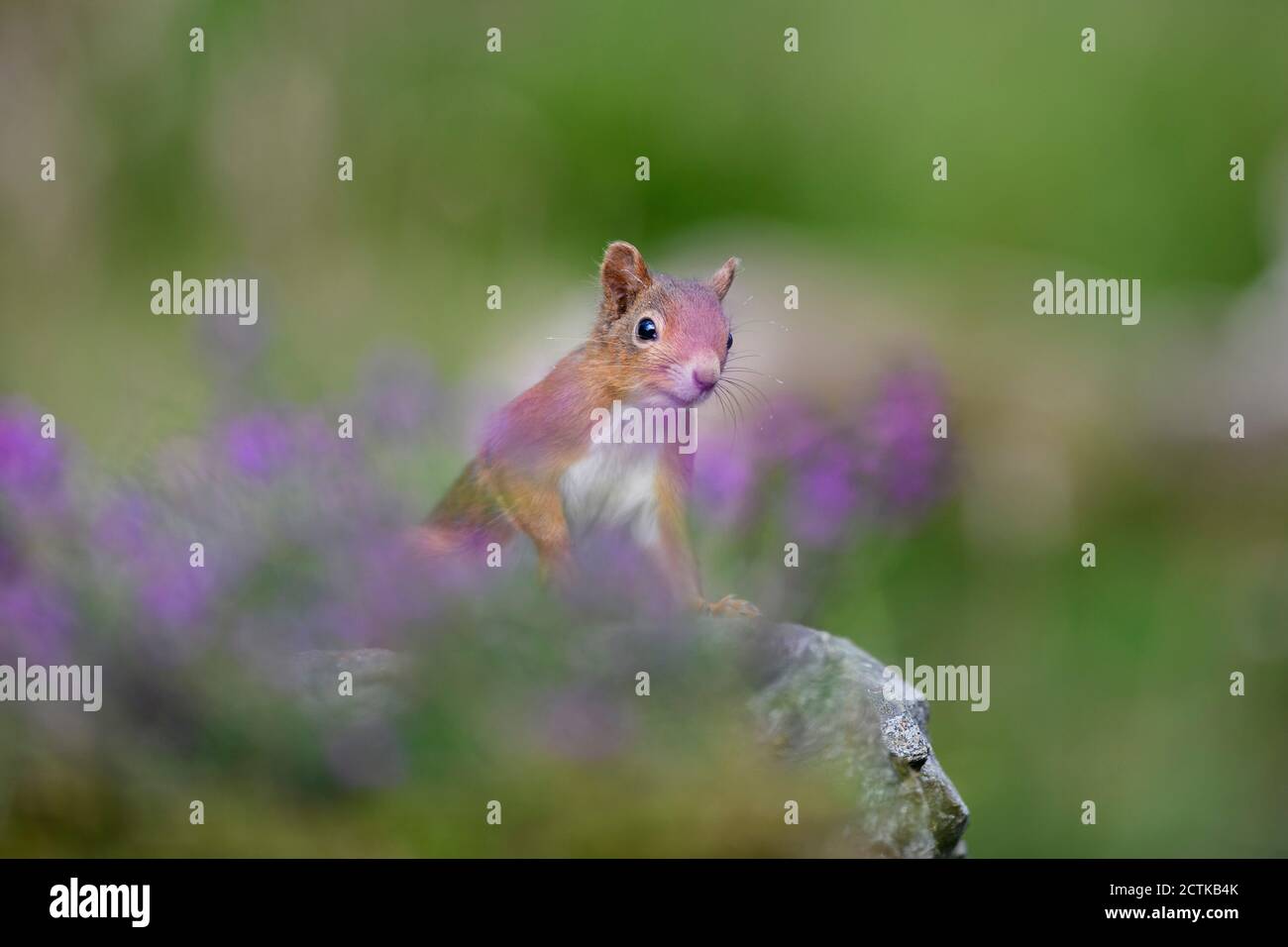 Porträt des eurasischen roten Eichhörnchens (Sciurus vulgaris) Neugierig auf die Kamera schauen Stockfoto