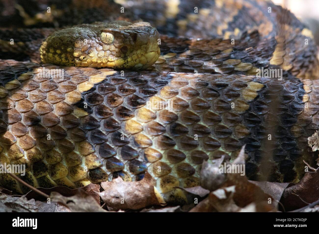 Holzrattlesnake (Crotalus horridus) - Bracken Mountain Preserve, in der Nähe von Pisgah National Forest - Brevard, North Carolina, USA Stockfoto