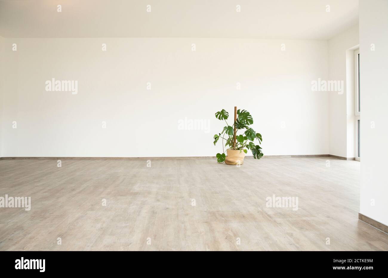 Monstera deliciosa auf dem Boden gegen weie Wand in neu leer Haus  Stockfotografie - Alamy