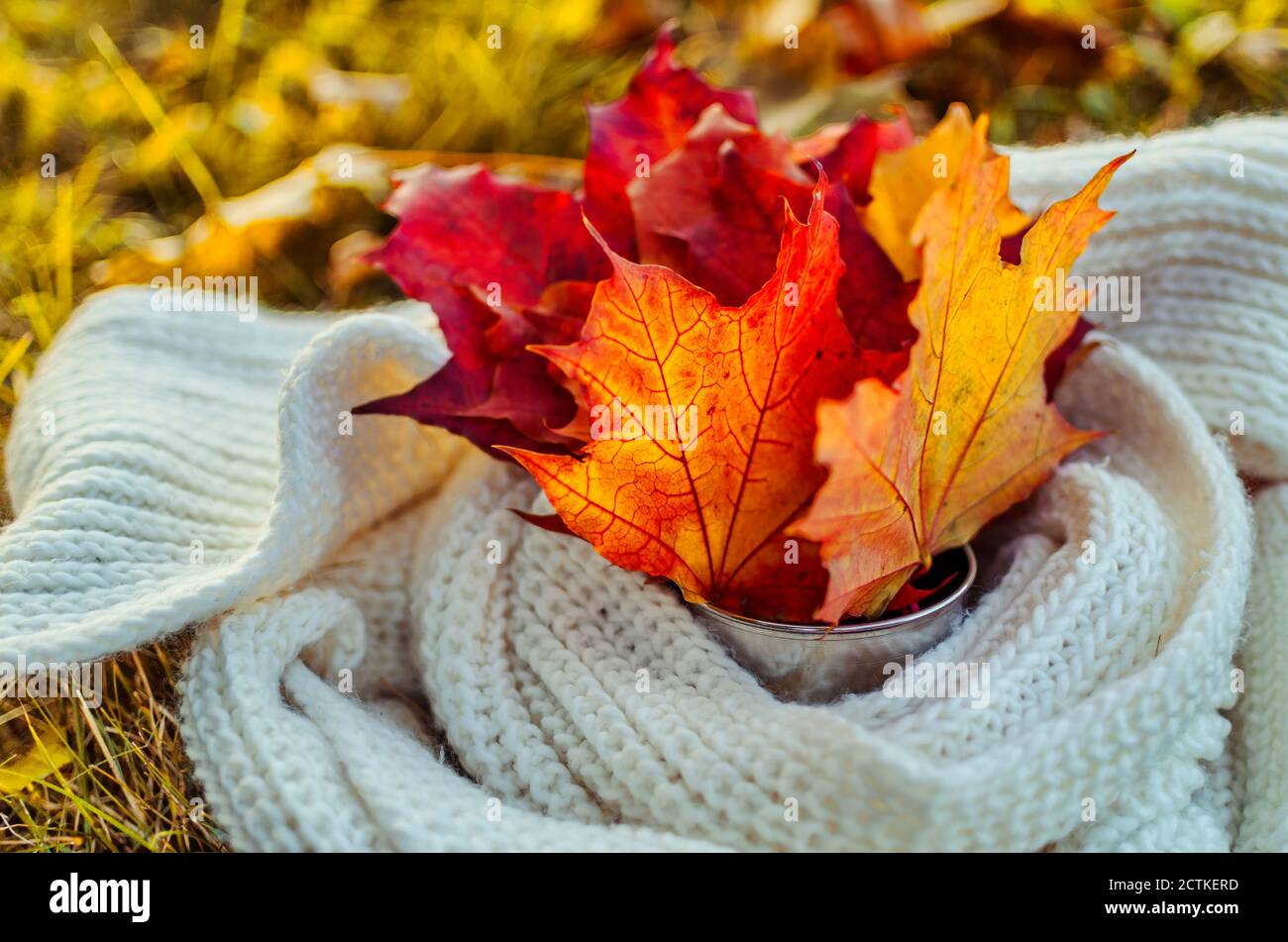 Herbstkomposition mit Ahornblättern und dem Schal Stockfoto