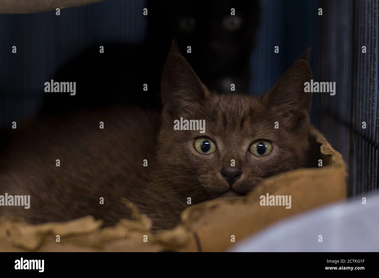 Katze in einem Käfig in einer Tierklinik Tierheim Blick aus einem Käfig. Stockfoto