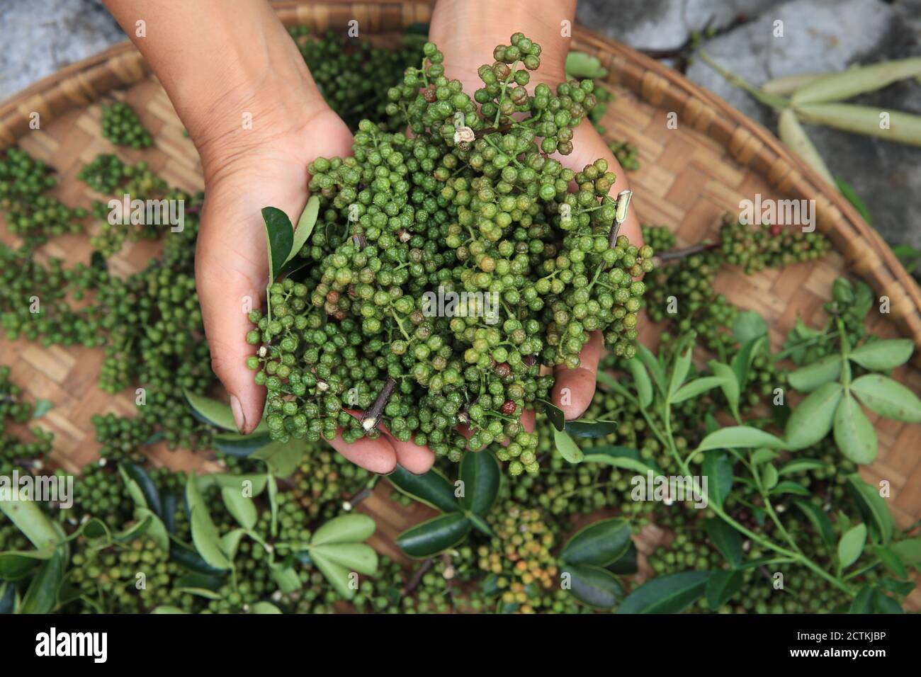 Ein Bauer zeigt den Sichuan-Pfeffer, der im Bezirk Zhenfeng, in der autonomen Präfektur Qianxinan Buyei und Miao in der südwestlichen Provinz Guizhou, 13, geerntet wurde Stockfoto