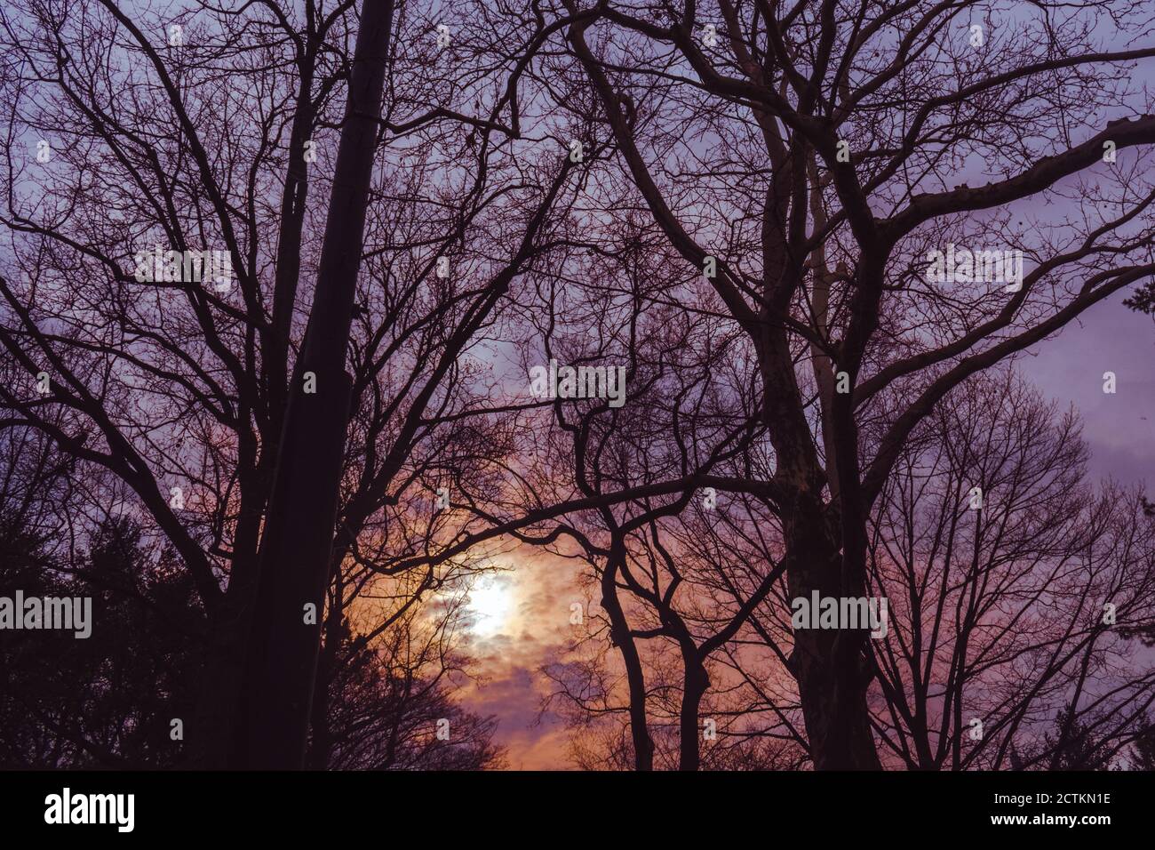 Lila Sonnenuntergang mit Bäumen, Herbst Sonnenuntergang Stockfoto
