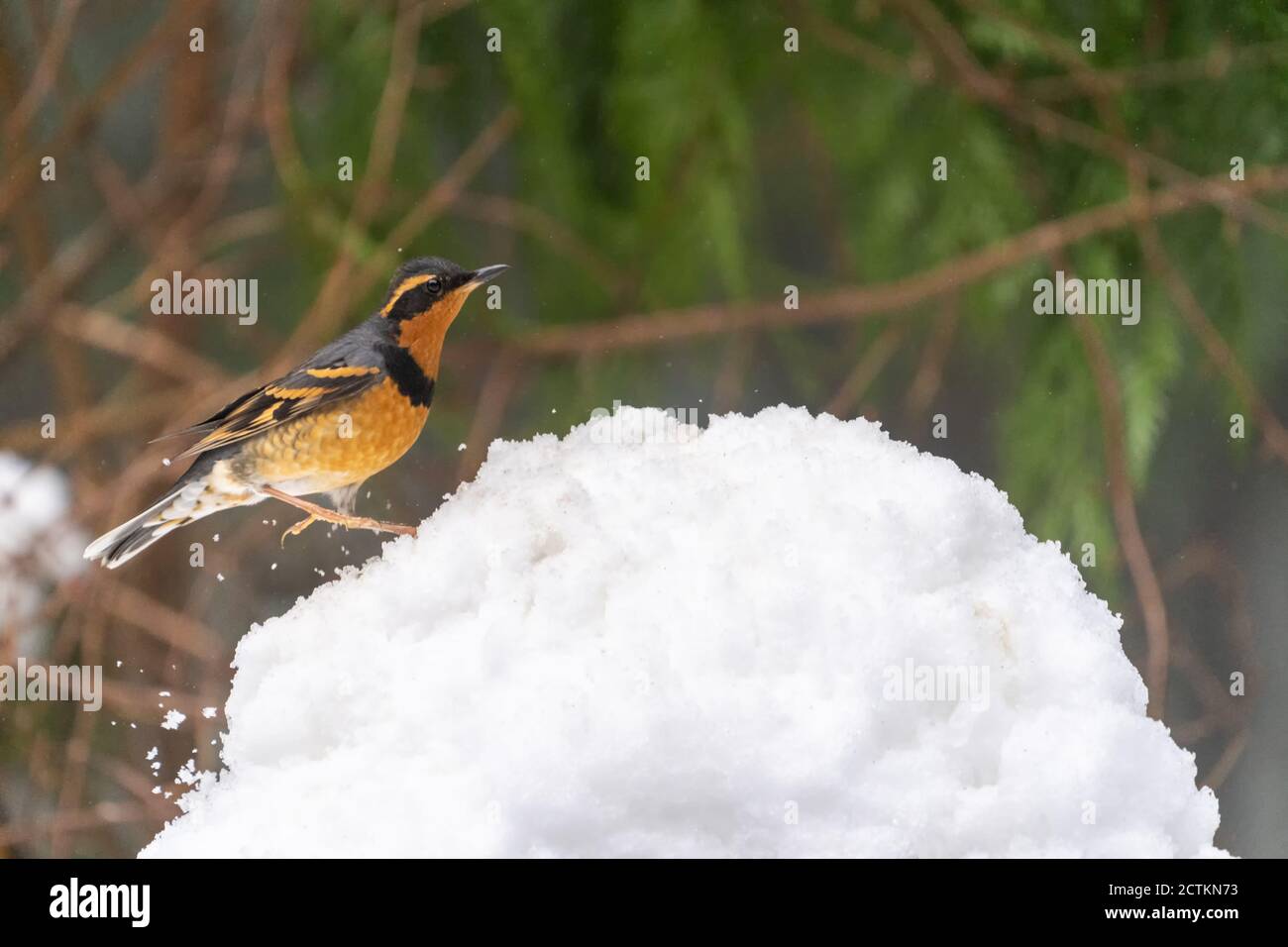 Issaquah, Washington, USA. Männchen variierte Thrush Landung auf einem tiefen Schneehaufen, bei aktivem Schneefall. Stockfoto