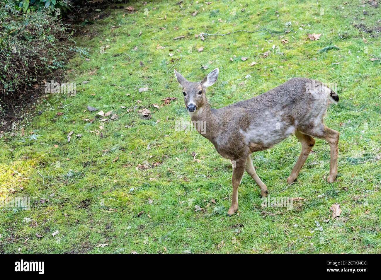 Issaquah, Washington, USA. Hirsch von oben gesehen gehen über eine Wiese im Winter. Stockfoto