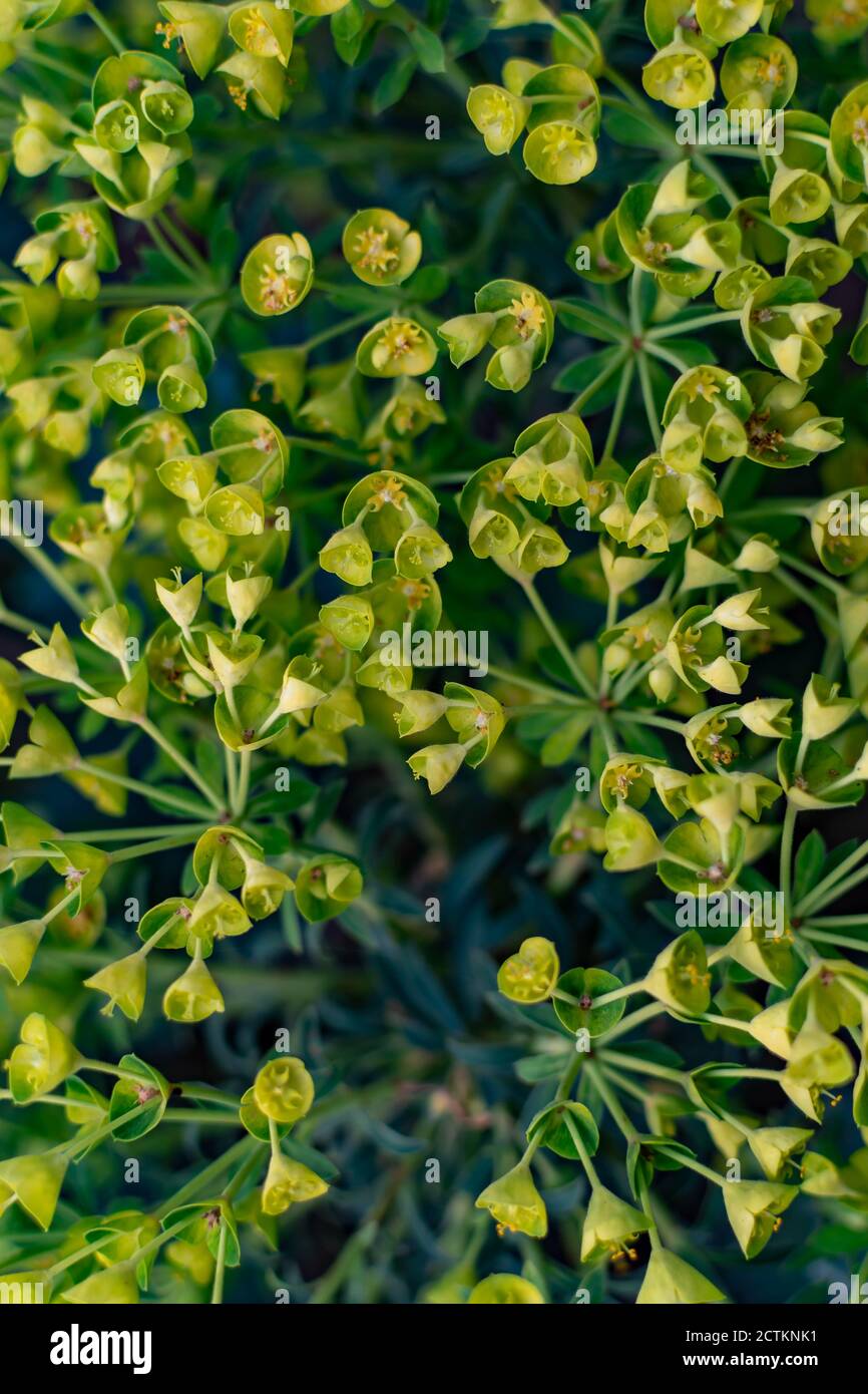 Makroaufnahme eines schönen Zypressenspurgen (Euphorbia cyparissia) Mit verschwommenem Bokeh-Hintergrund Stockfoto