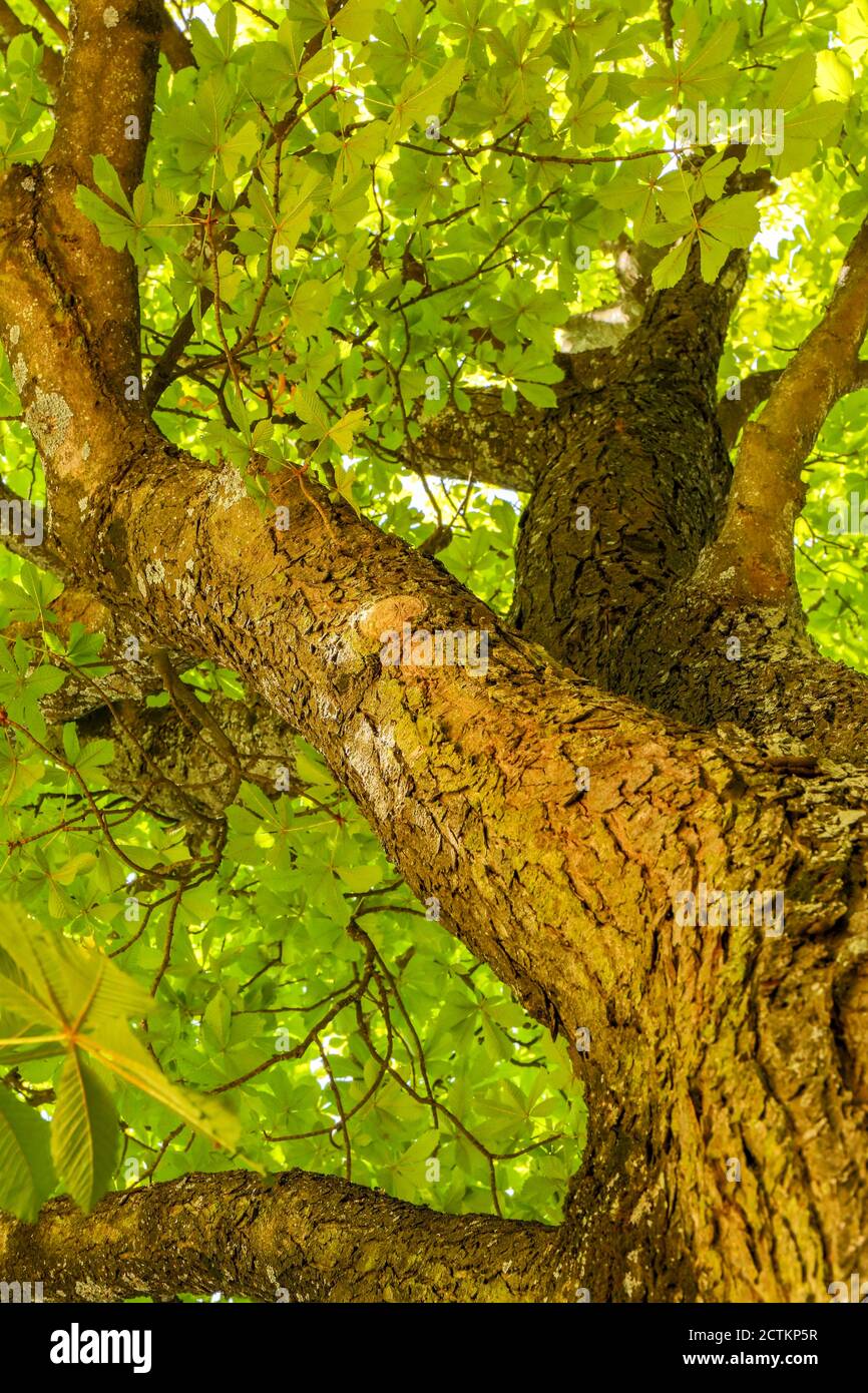 Todi, Umbrien, Italien. Blick nach oben auf einen alten europäischen Rosskastanienbaum. Stockfoto