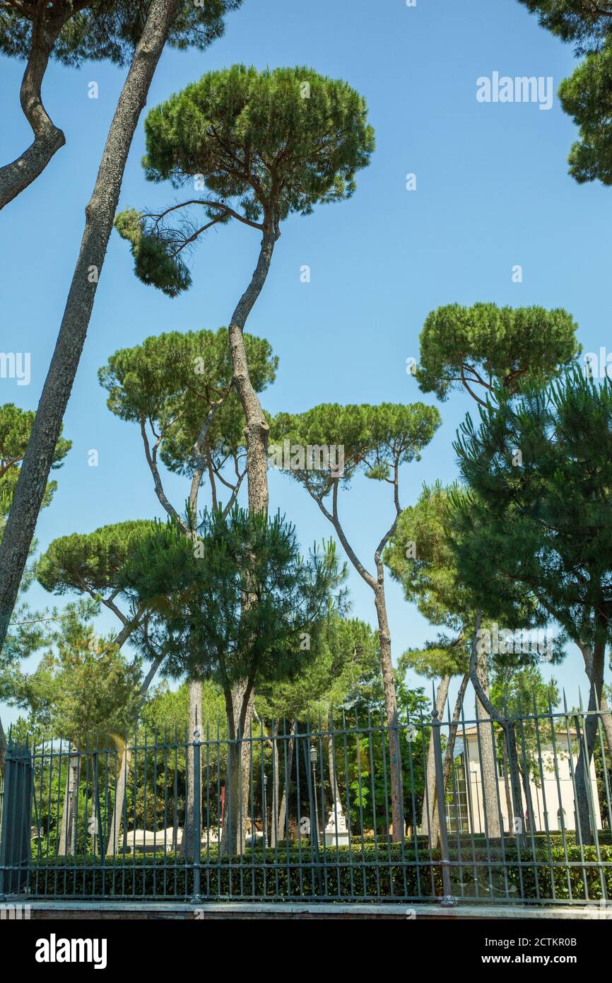 Rom, Latium Region, Italien. Pinien (Pinus pinea) in der Nähe des Kolosseums. Sie sind auch bekannt als die italienische Zirbe, Regenschirmkiefer Stockfoto