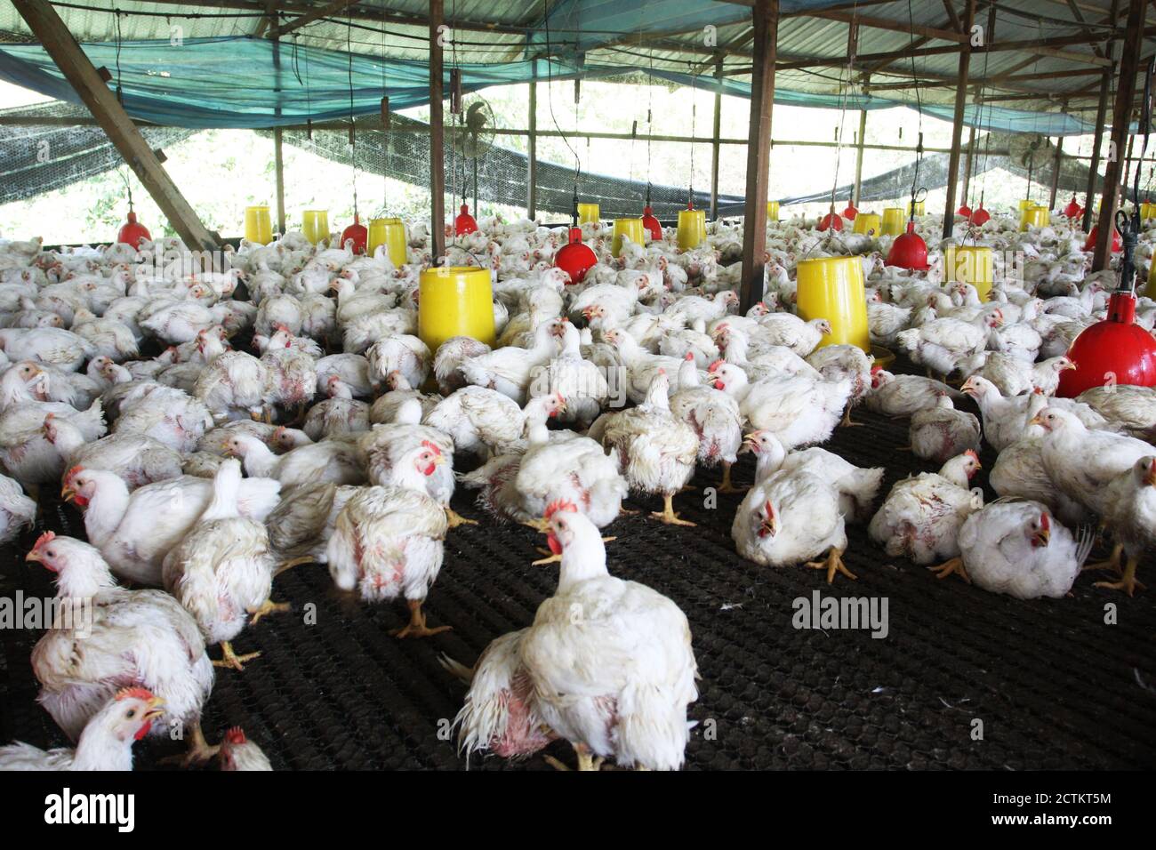 Hühnerzucht in Malaysia Stockfoto