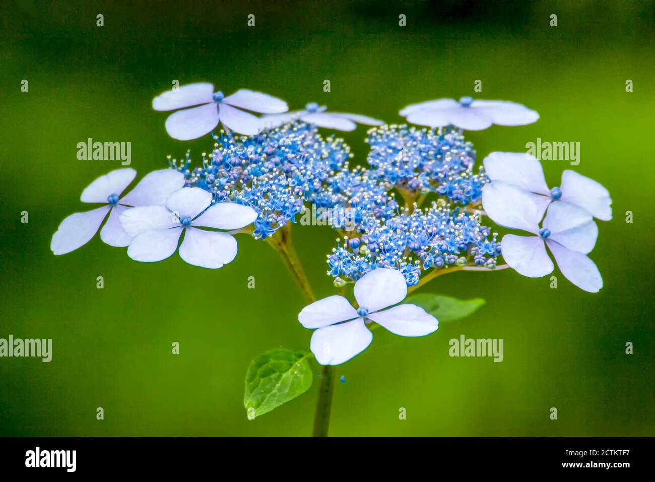 Issaquah, Washington, USA. Bluebird Hortensie Blüte. Stockfoto