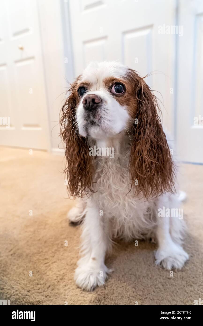 Porträt eines unglücklichen nassen Kavaliers König Charles Spaniel, Mandy, nach einem Bad. (PR) Stockfoto