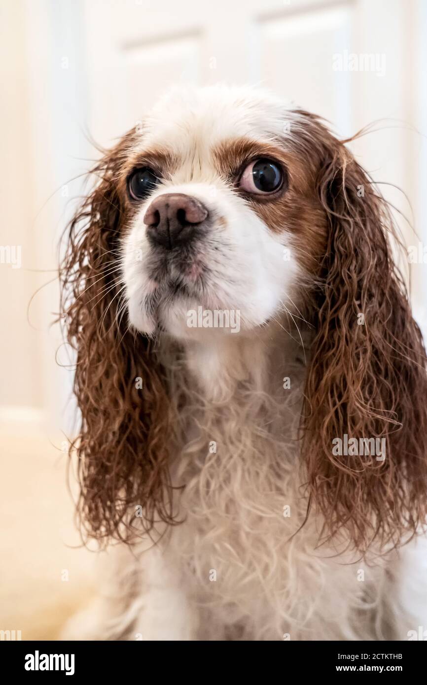 Porträt eines unglücklichen nassen Kavaliers König Charles Spaniel, Mandy, nach einem Bad. (PR) Stockfoto