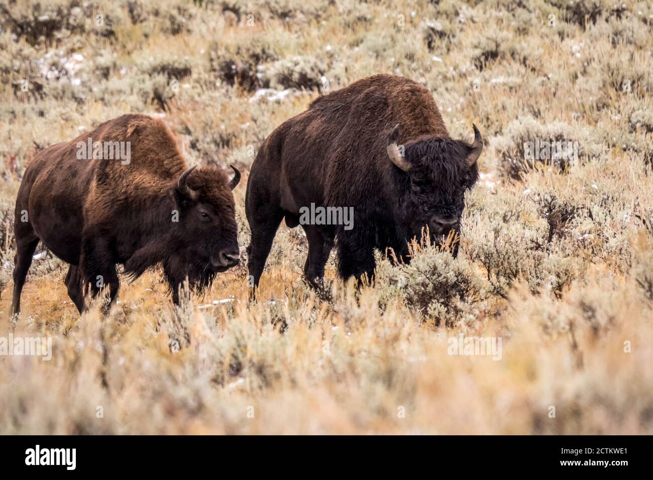 Yellowstone National Park, Wyoming, USA. Bison im Lamar-Tal nach einem Herbstschnee. Stockfoto