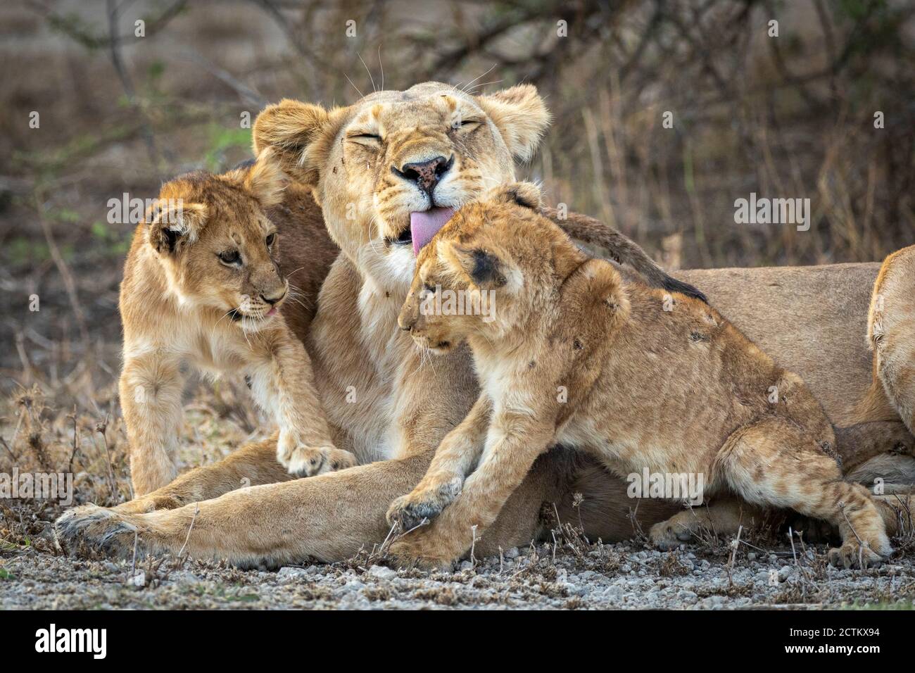 Löwin, die ihre kleinen Löwenjungen in Tansania stöhnt Stockfoto