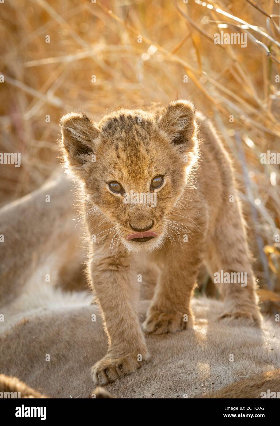 Vertikal hintergrundbeleuchtetes Porträt eines jungen Löwen, der auf einer Löwin steht Magen im Kruger Park in Südafrika Stockfoto