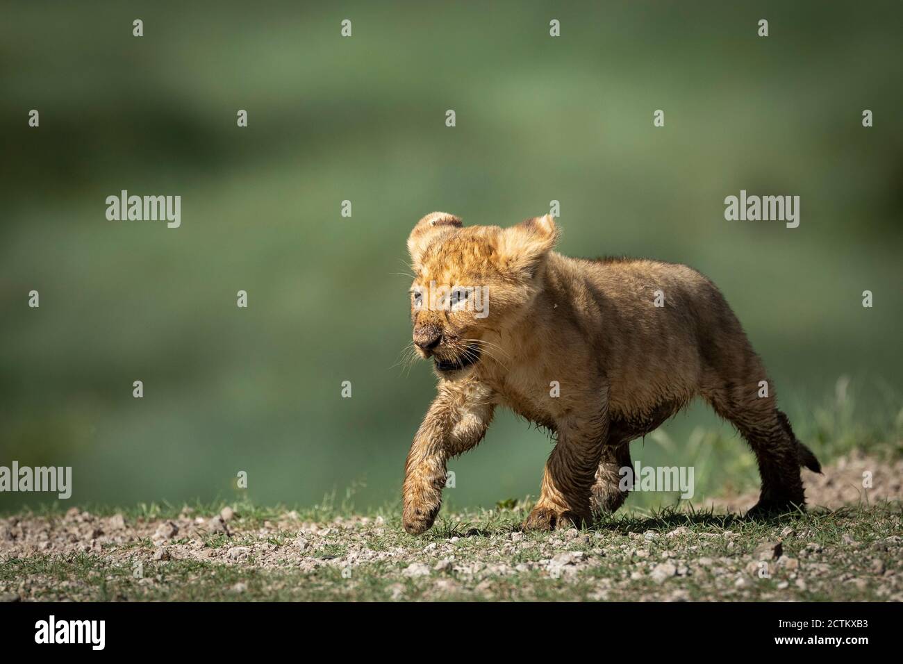 Kleines Löwenbaby, das in Tansania spazierengeht Stockfoto