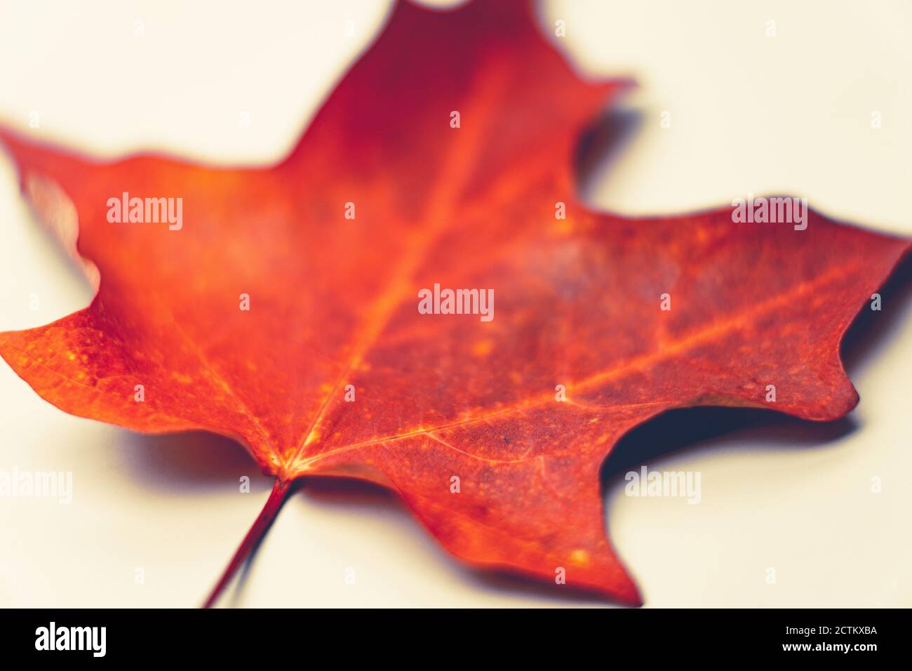 Nahaufnahme eines kanadischen Ahornblattstiels mit selektivem Fokus. Dieses Blatt wurde aufgrund der kürzeren Herbsttage natürlich rot. Das wäre es Stockfoto