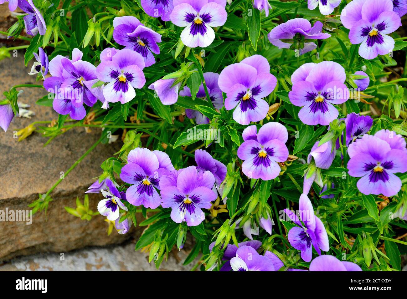 Nahaufnahme von bunten Stiefmütterchen Blumen im Garten. Wissenschaftlicher Name der Garten Stiefmütterchen ist Viola wittrockiana. Dekorative Hybridpflanze mit violetten Blütenblättern b Stockfoto