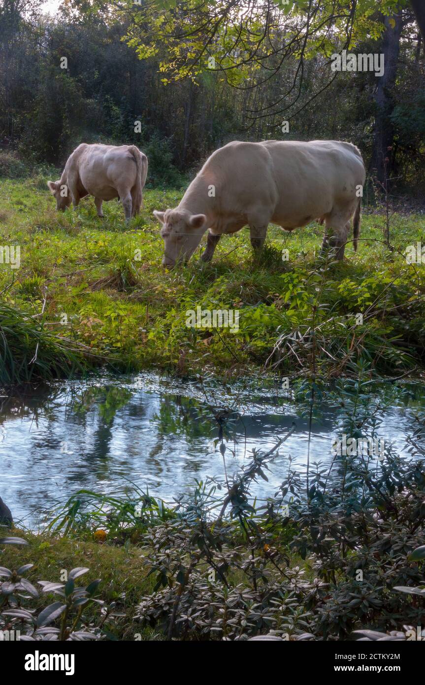 Weiße Kühe, das Charolaise-Brot von Rindern, die auf einer Wiese im malerischen Dorf Giverny in der Normandie grasen. Stockfoto