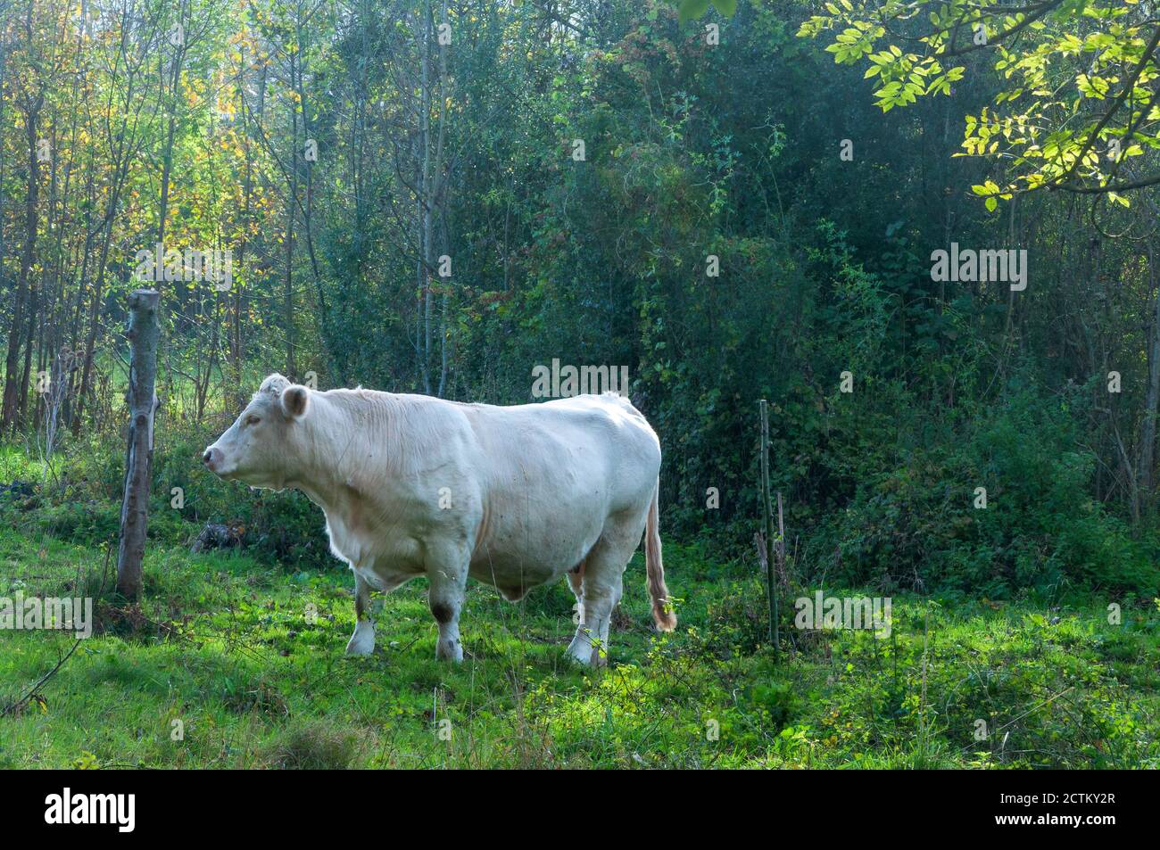 Weiße Kuh, das Charolaise-Brot von Rindern auf einer Wiese im malerischen Dorf Giverny in der Normandie, Frankreich. Stockfoto