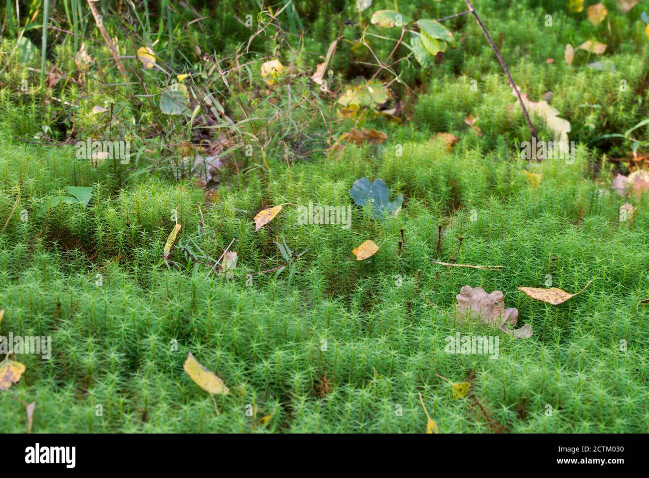 Herbst Blätter auf Moos (gemeinsame Haarmütze) Nahaufnahme selektiver Fokus Stockfoto